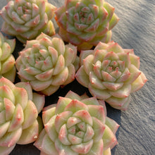 画像をギャラリービューアに読み込む, マルガンクイーン