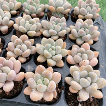 画像をギャラリービューアに読み込む, アラン