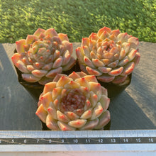 画像をギャラリービューアに読み込む, ハイブリッド