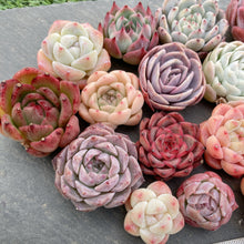 画像をギャラリービューアに読み込む, クリスマスセット16種苗(小さめ).7