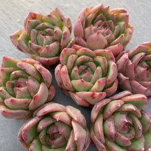 画像をギャラリービューアに読み込む, チリアン