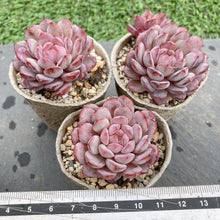 画像をギャラリービューアに読み込む, ルビン