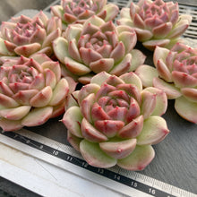 画像をギャラリービューアに読み込む, ロメオ交配