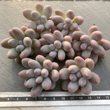 画像をギャラリービューアに読み込む, カンナ