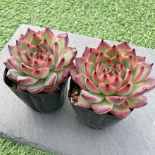 画像をギャラリービューアに読み込む, ファイアピラー