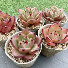 画像をギャラリービューアに読み込む, シャーロットガーデン