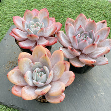 画像をギャラリービューアに読み込む, ミルクキャップ