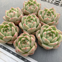 画像をギャラリービューアに読み込む, アメイジンググレイス×アマビレ