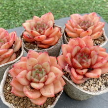 画像をギャラリービューアに読み込む, スノーバード