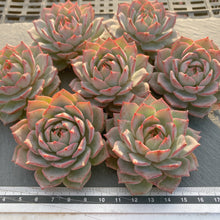 画像をギャラリービューアに読み込む, リンドシアナ