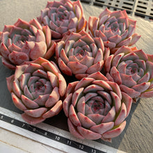 画像をギャラリービューアに読み込む, キャロライン