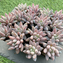 画像をギャラリービューアに読み込む, ソロモン