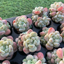 画像をギャラリービューアに読み込む, ラウル