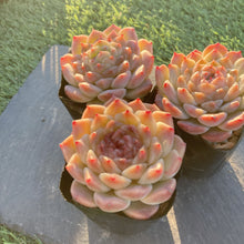 画像をギャラリービューアに読み込む, ハイブリッド