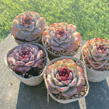 画像をギャラリービューアに読み込む, パープルガーネット