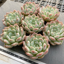 画像をギャラリービューアに読み込む, ペアスノー