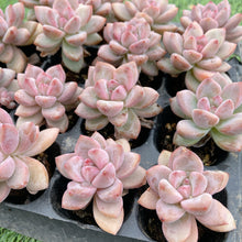 画像をギャラリービューアに読み込む, スタースノー