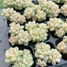 画像をギャラリービューアに読み込む, ジェニー美人