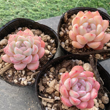 画像をギャラリービューアに読み込む, ナルシス