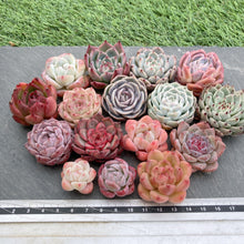 画像をギャラリービューアに読み込む, クリスマスセット16種苗(小さめ).6