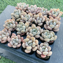 画像をギャラリービューアに読み込む, ホワイトデュー