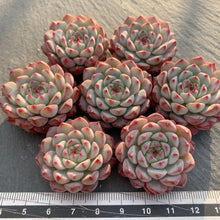 画像をギャラリービューアに読み込む, ブルーミニマ