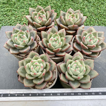 画像をギャラリービューアに読み込む, ホワイトナイト