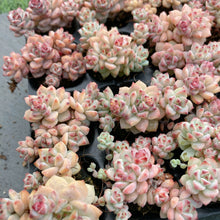 画像をギャラリービューアに読み込む, キャラメルスピリット