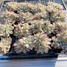 画像をギャラリービューアに読み込む, メビナ錦