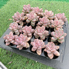 画像をギャラリービューアに読み込む, スタースノー