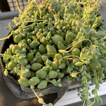 画像をギャラリービューアに読み込む, ピーチネックレス