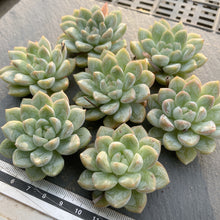 画像をギャラリービューアに読み込む, マリュー