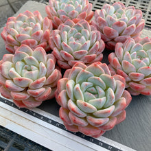 画像をギャラリービューアに読み込む, シックモンロー