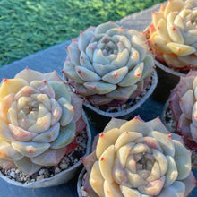 画像をギャラリービューアに読み込む, ジェリーキャンディ