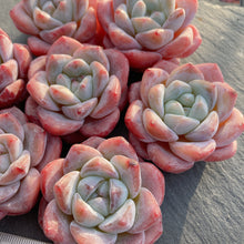 画像をギャラリービューアに読み込む, ピンクアレックス×アイスグリーン