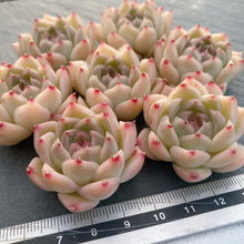 画像をギャラリービューアに読み込む, クラウドタワー