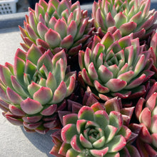 画像をギャラリービューアに読み込む, レッドアガボイデス×ロメオ