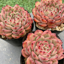 画像をギャラリービューアに読み込む, スターズ