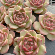 画像をギャラリービューアに読み込む, ロメオ交配