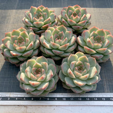 画像をギャラリービューアに読み込む, マドンナ