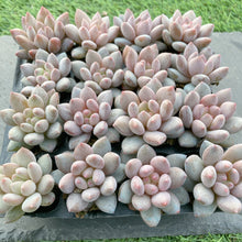 画像をギャラリービューアに読み込む, キャンディ美人10苗セット