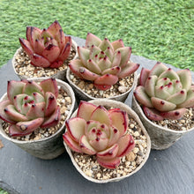 画像をギャラリービューアに読み込む, シャーロットガーデン