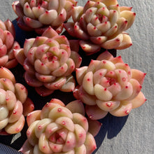 画像をギャラリービューアに読み込む, クリアスカイジェニー