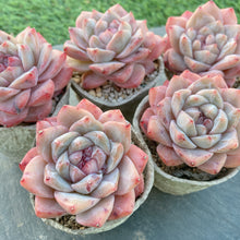 画像をギャラリービューアに読み込む, ダイヤモンドジェニー