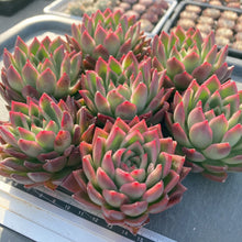 画像をギャラリービューアに読み込む, レッドアガボイデス×ロメオ