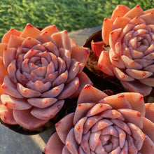 画像をギャラリービューアに読み込む, グレイス