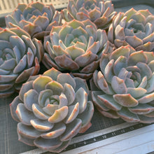 画像をギャラリービューアに読み込む, パープルクイーン