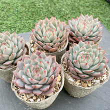 画像をギャラリービューアに読み込む, ティッピー