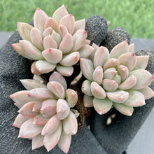 画像をギャラリービューアに読み込む, イリュージョン