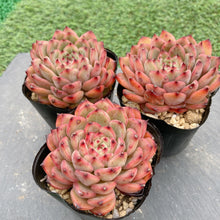 画像をギャラリービューアに読み込む, スターズ